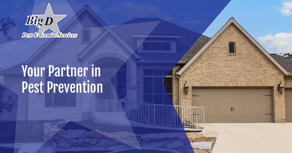 McKinney, TX Pest Control Big D Pest & Termite