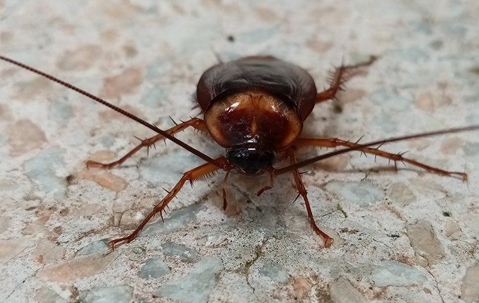 cockroach