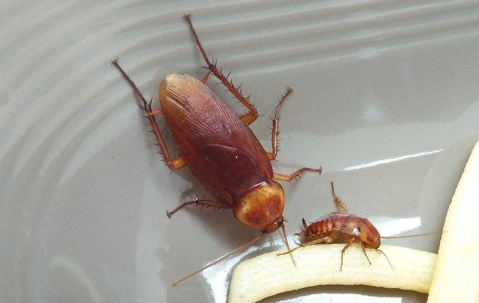 cockroach