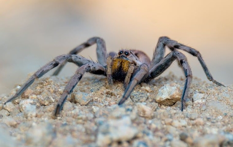 wolf spider