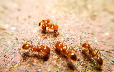 fire ants