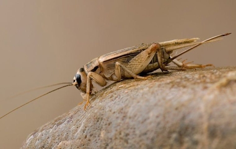 cricket