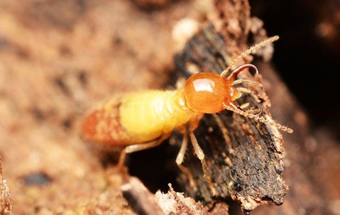 termite