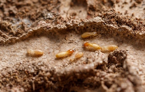 termites