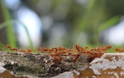 ants