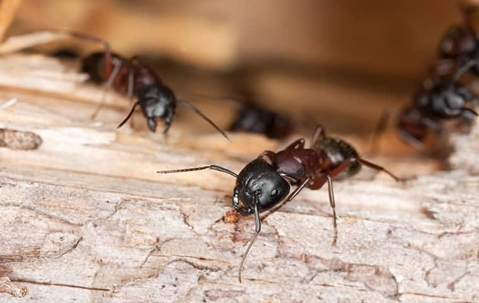 carpenter ants