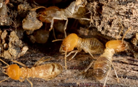termites