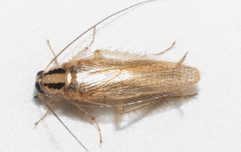 roach