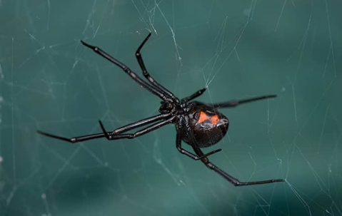 black widow spider