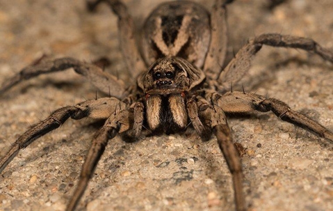 wolf spider
