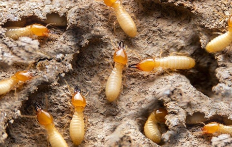 termites