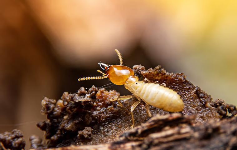 Pest Termite