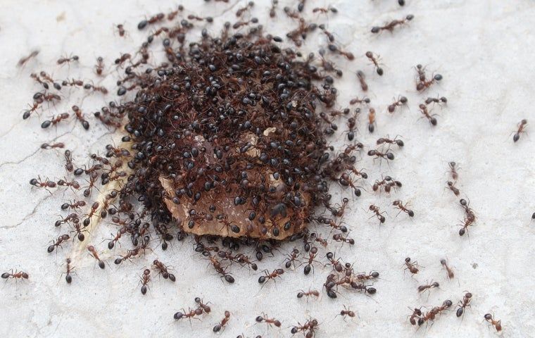 What To Do About Odorous House Ant Infestations In McKinney | Big D ...